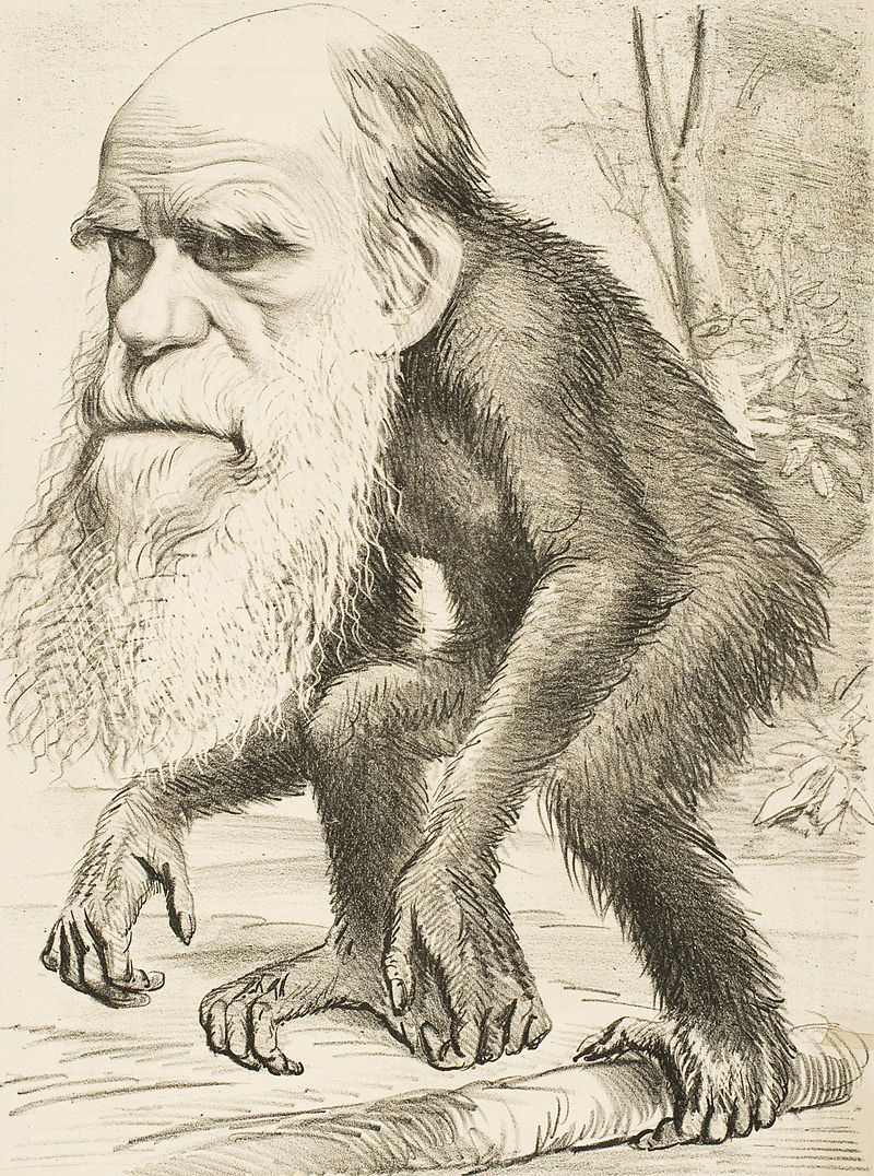 Darwin as Ape