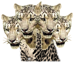 4-Heads Leopard