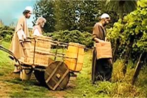 Vineyard Workers