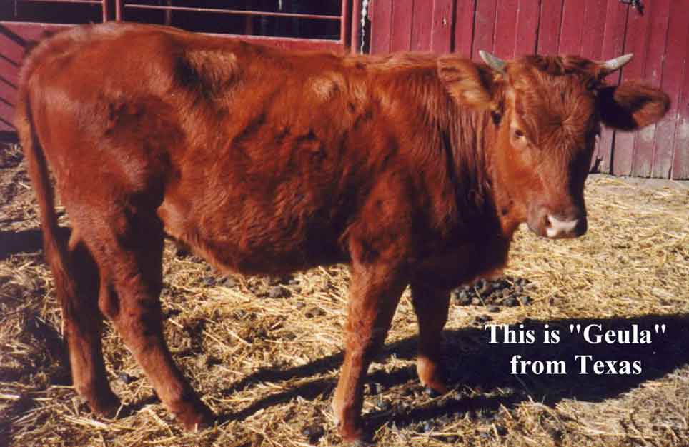 Red%20Heifer.jpg