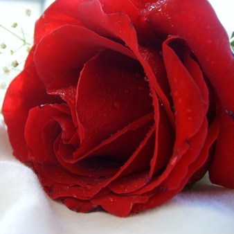 Red Rose of Love