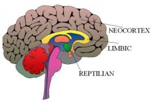 Limbic Neocortex