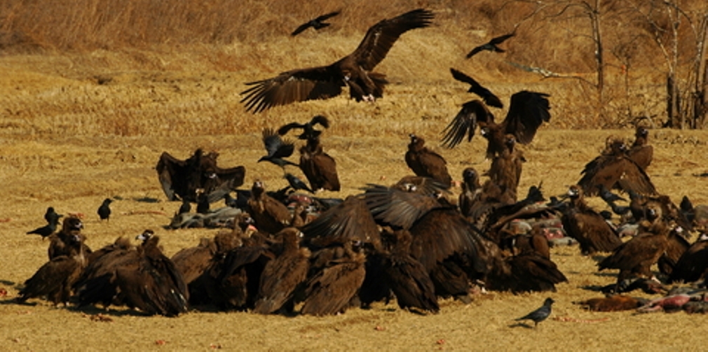 Ken Raggio Teaches "The Carcase And The Eagles"