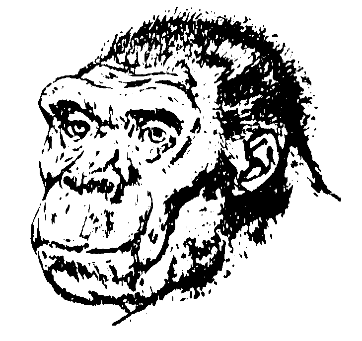 apeman