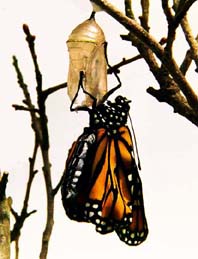 Chrysalis