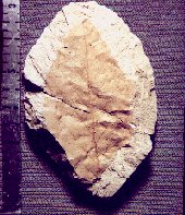 fossil leaf